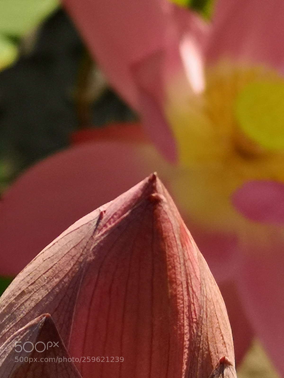HUAWEI CLT-L29 sample photo. Untitled photography