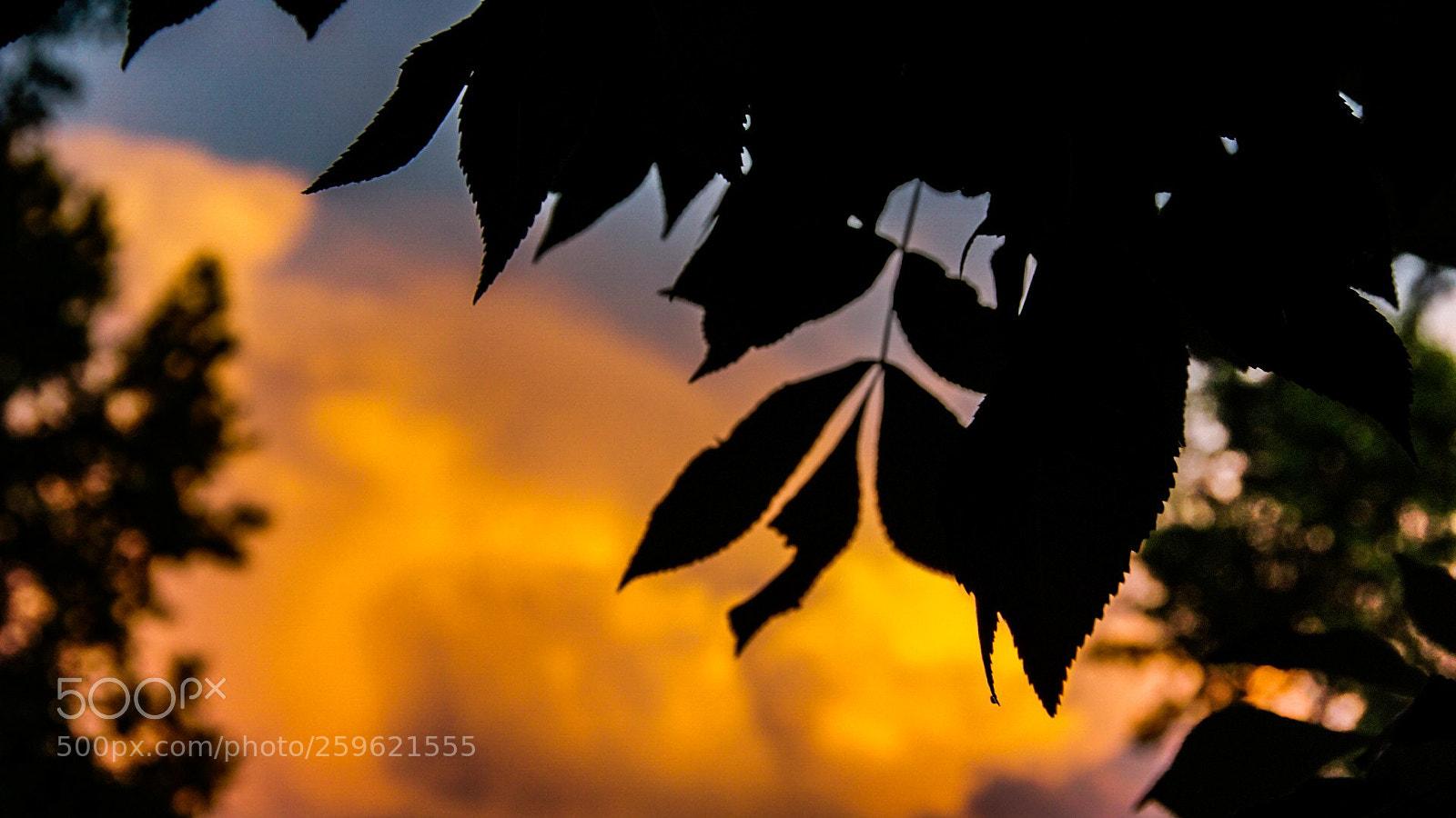 Sony a6000 sample photo. Leaves against a sunset photography