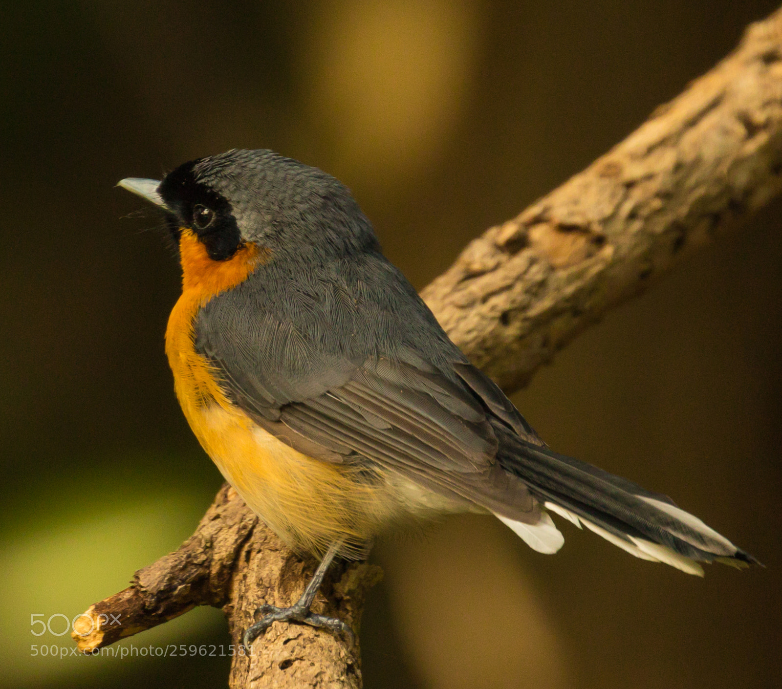 Canon EOS 5D Mark IV sample photo. Spectacled monach.jpg photography