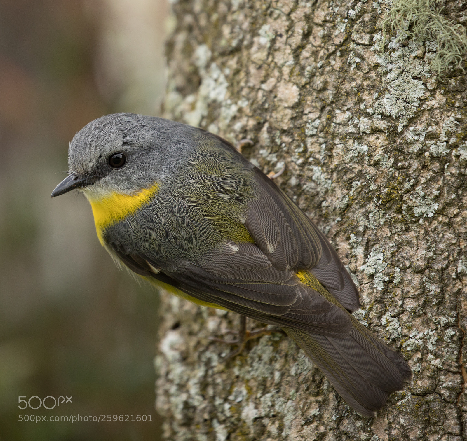 Canon EOS 5D Mark IV sample photo. 0u9a2149.jpg photography
