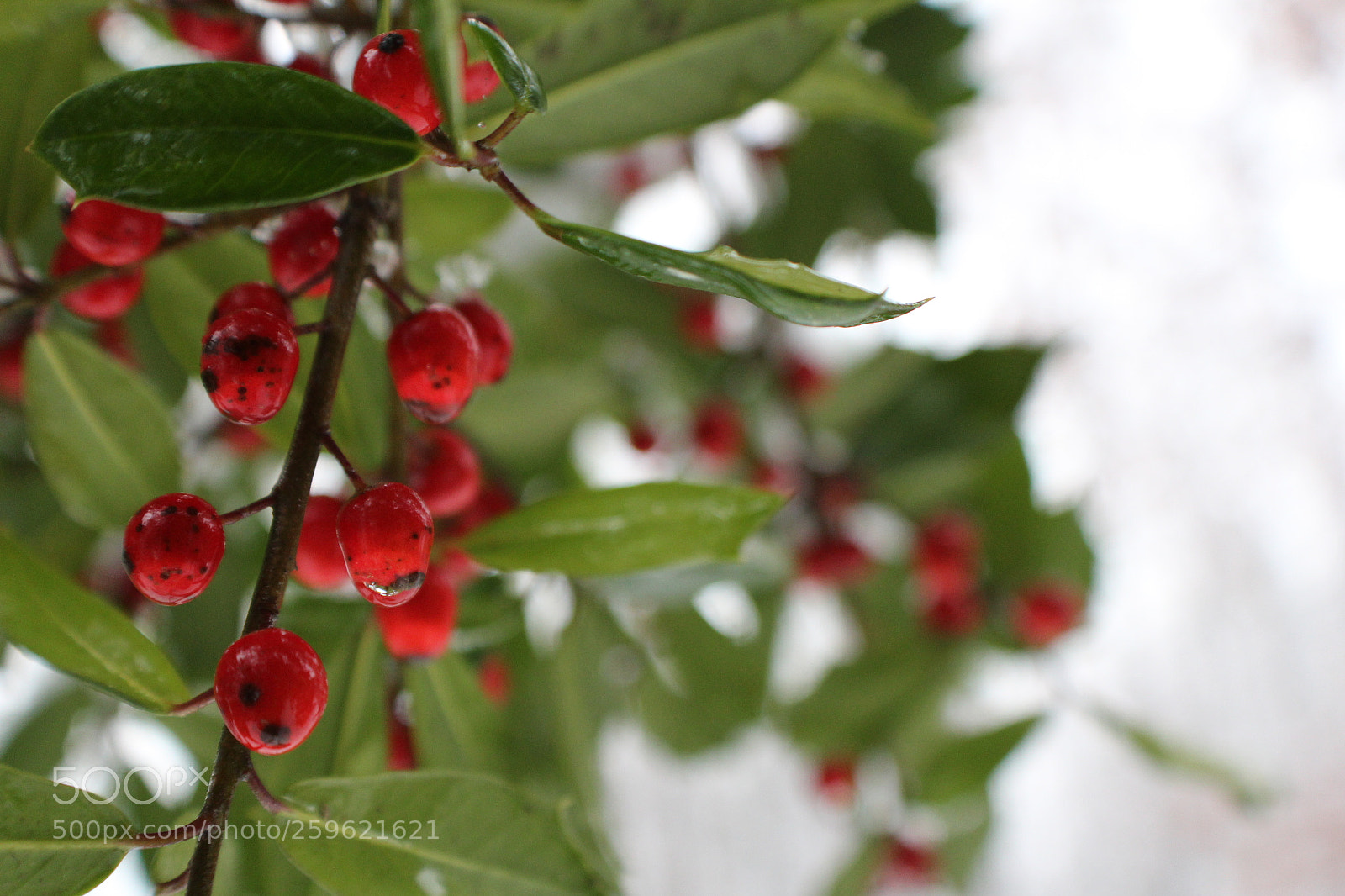 Canon EOS 1300D (EOS Rebel T6 / EOS Kiss X80) sample photo. Missle toe photography