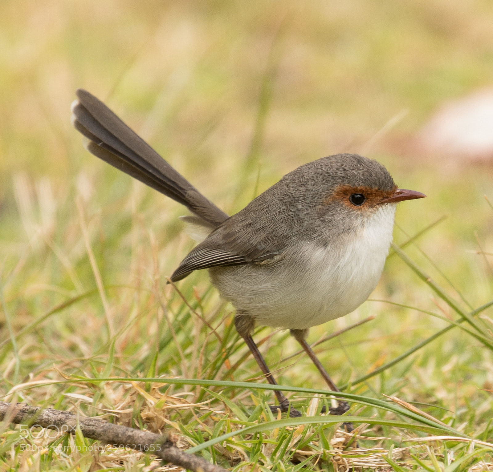 Canon EOS 5D Mark IV sample photo. Fairy wren photography