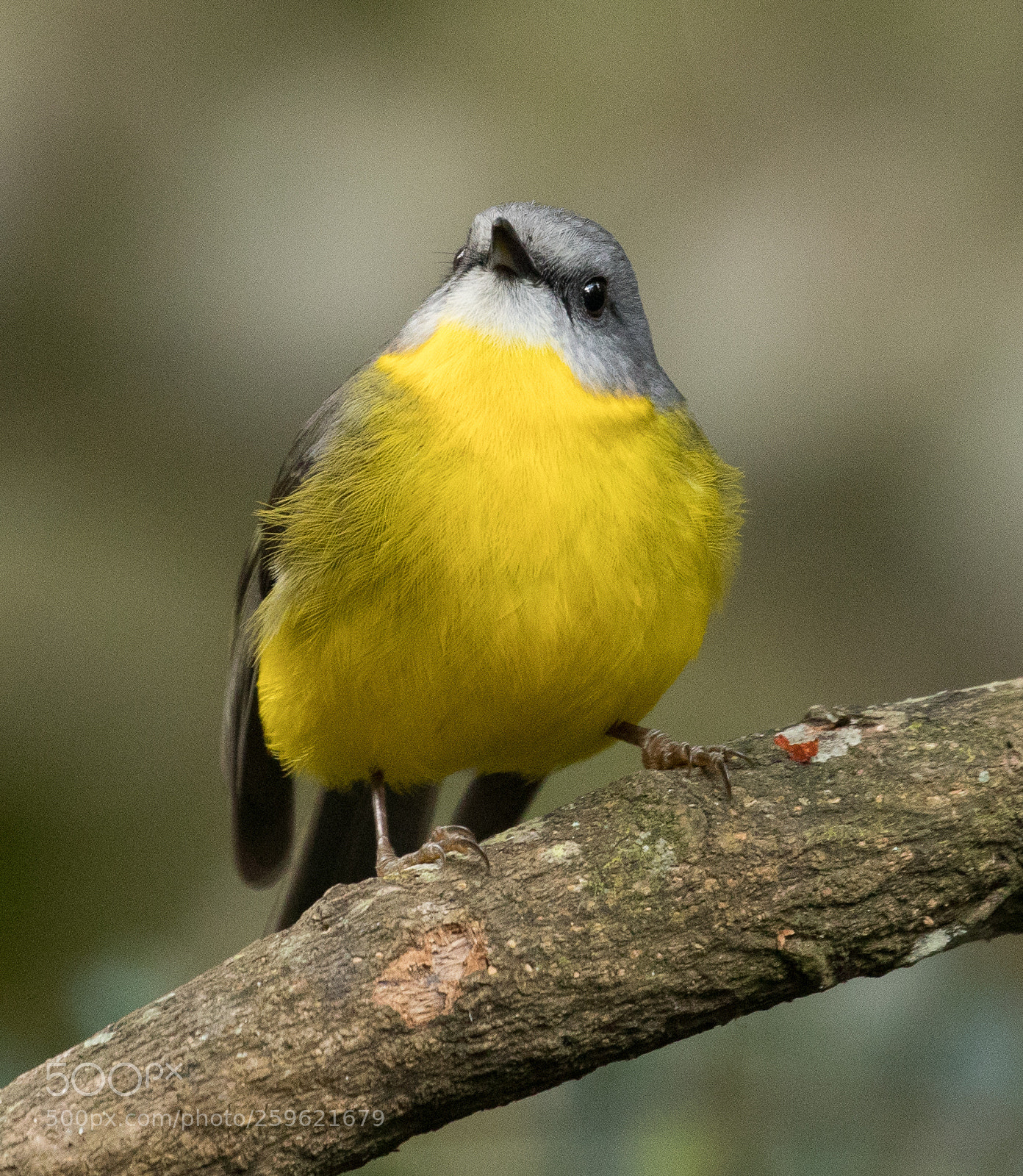 Canon EOS 5D Mark IV sample photo. Eastern yellow robin photography