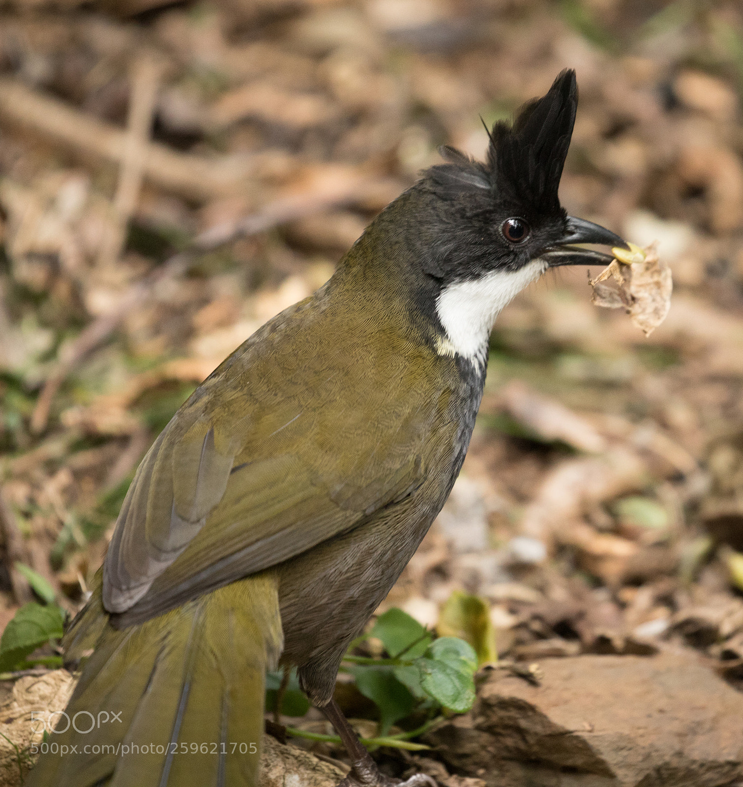 Canon EOS 5D Mark IV sample photo. Whipbird photography