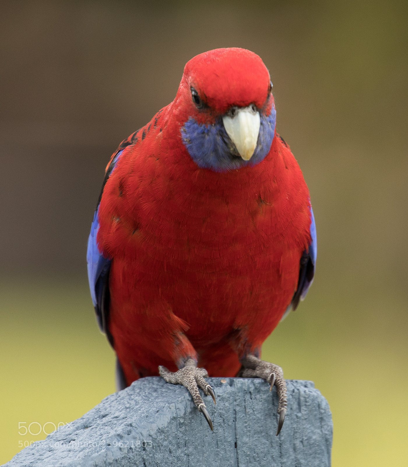 Canon EOS 5D Mark IV sample photo. Crimson rosella photography