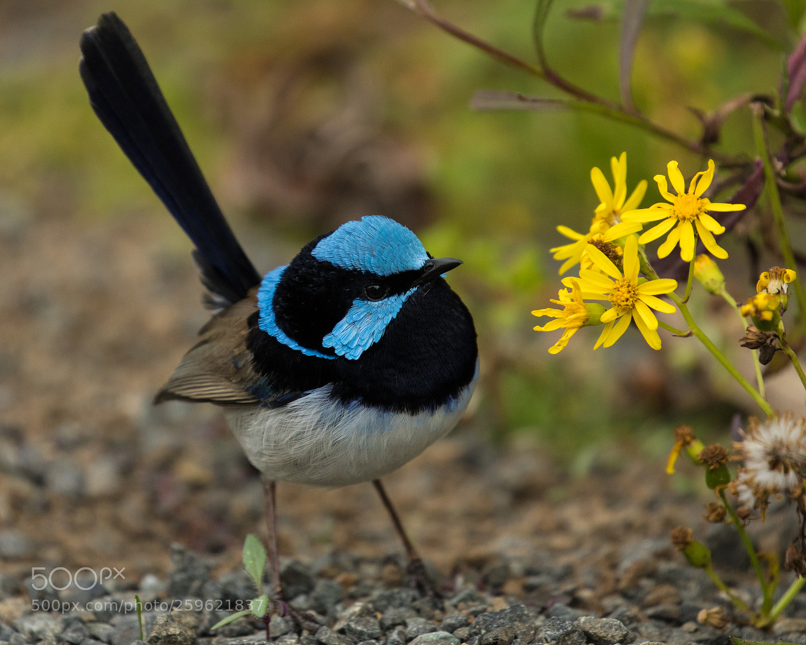 Canon EOS 5D Mark IV sample photo. Blue fairy wren photography