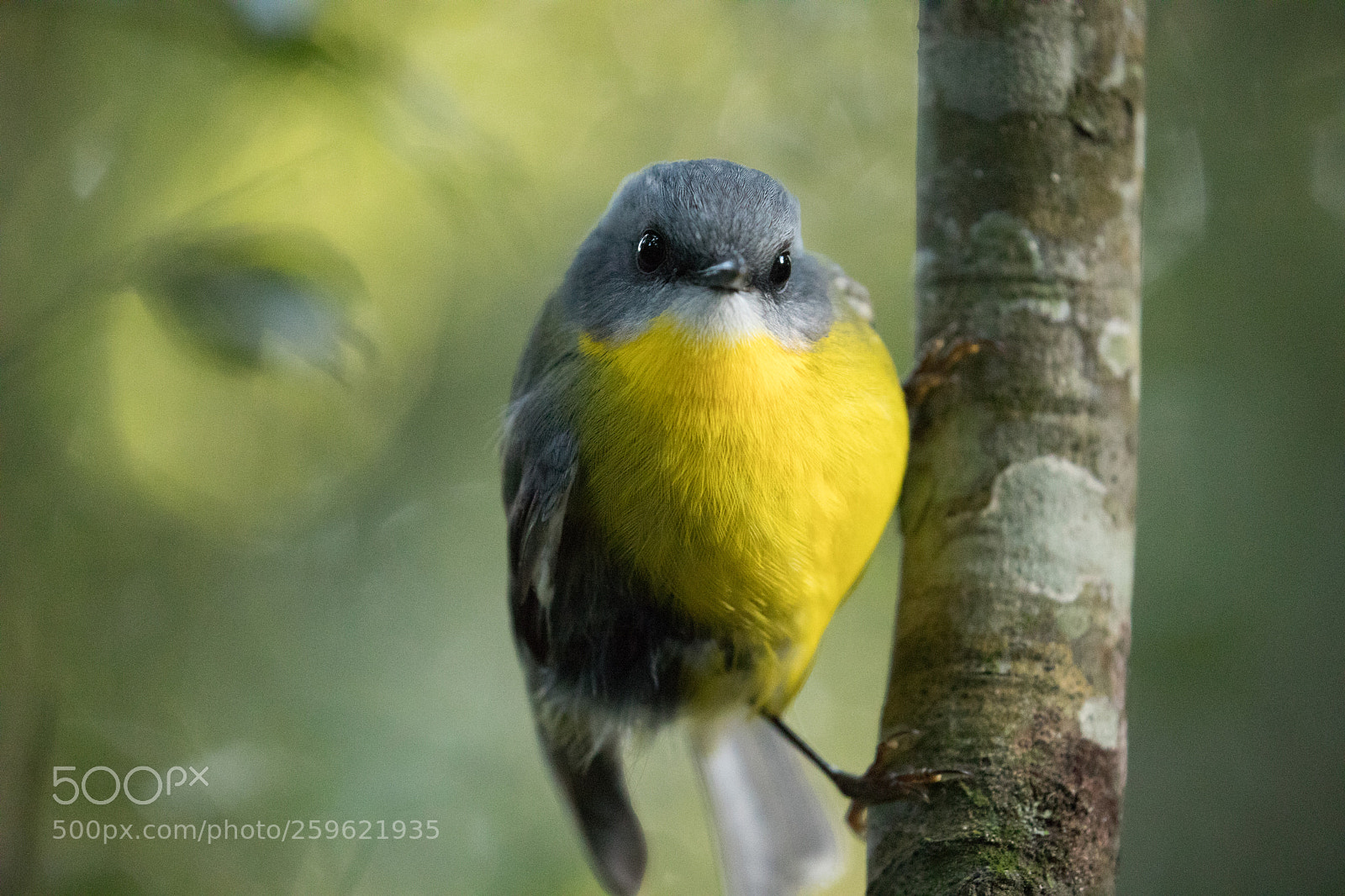Canon EOS 5D Mark IV sample photo. Yellow robin photography