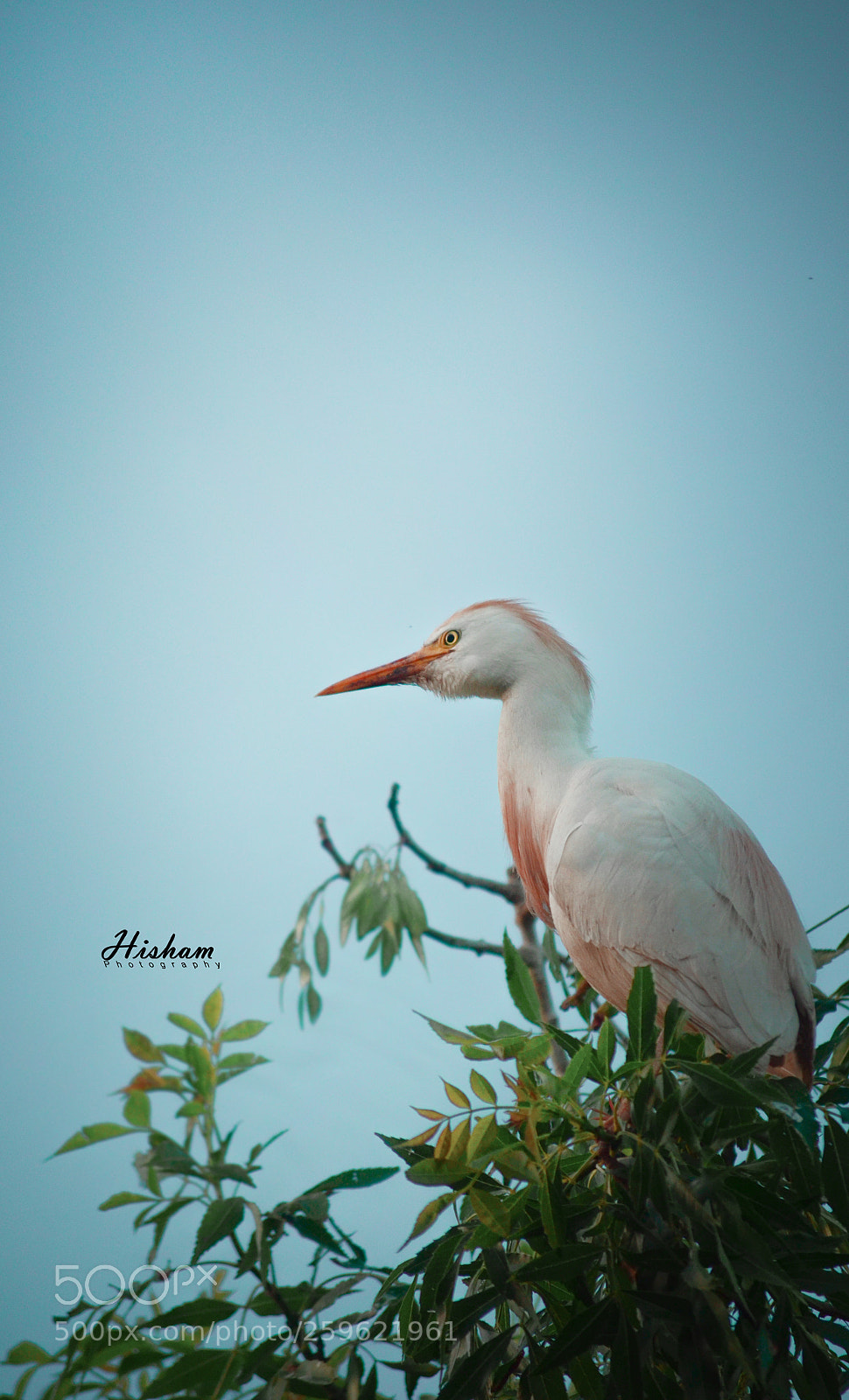Nikon D5100 sample photo. Untitled photography