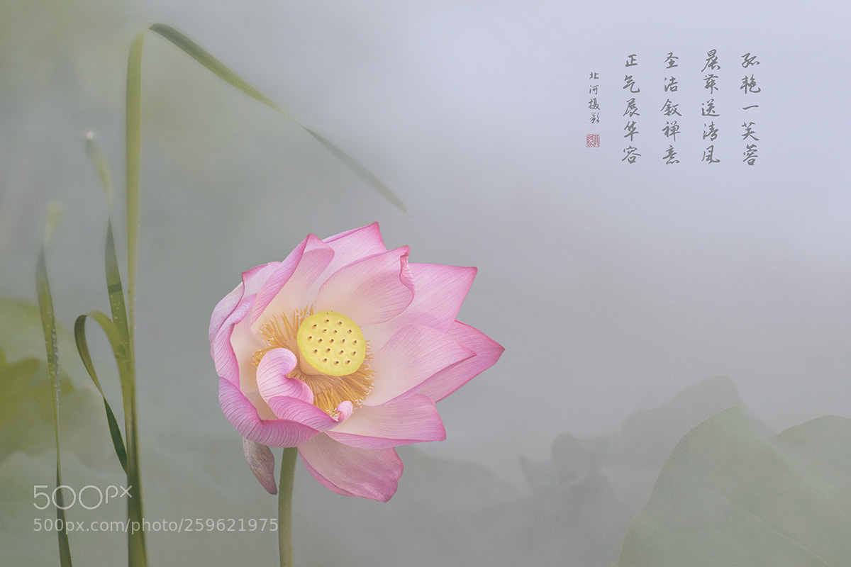 Nikon D3S sample photo. 孤艳 photography
