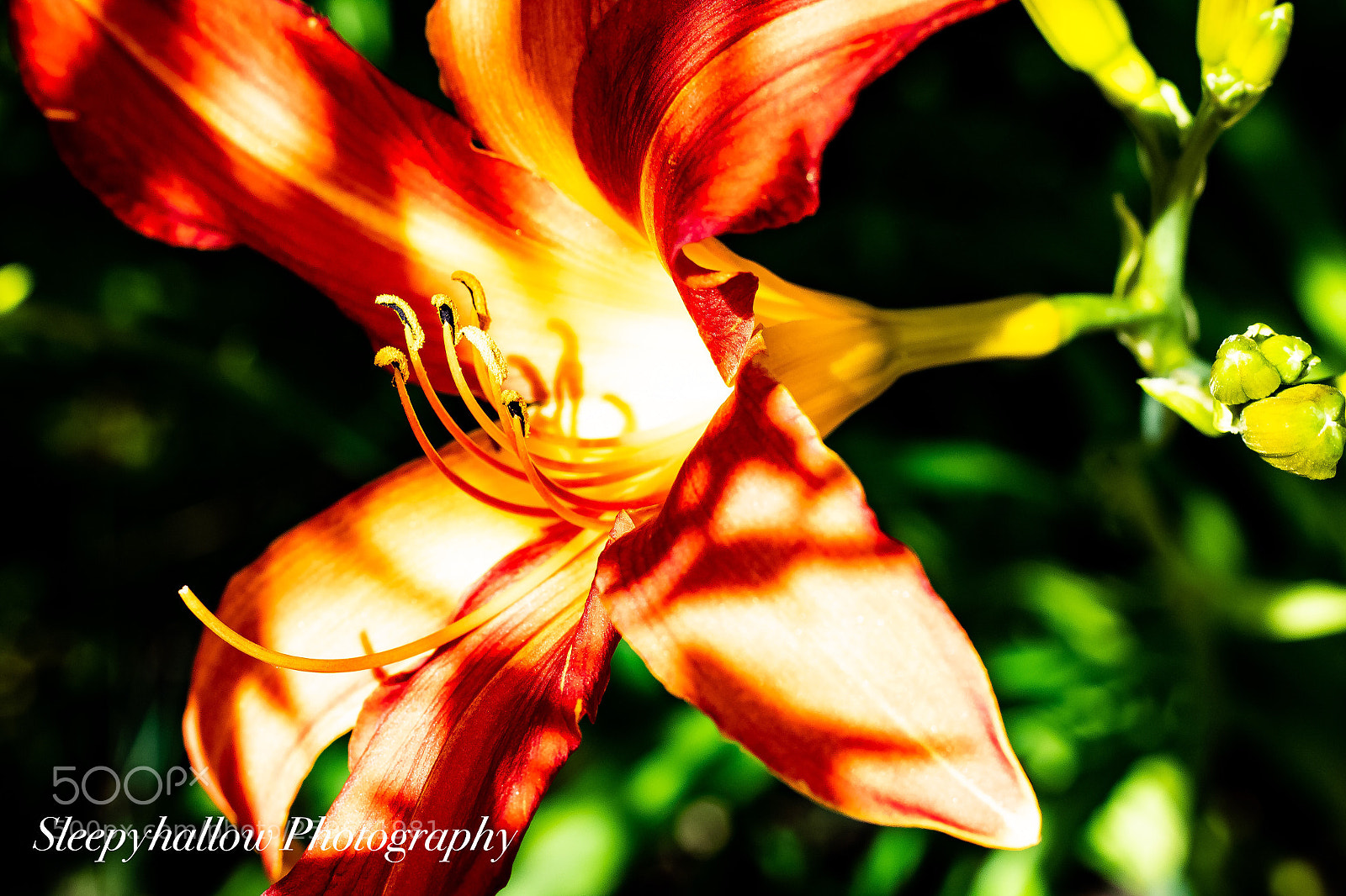 Canon EOS 1300D (EOS Rebel T6 / EOS Kiss X80) sample photo. Tiger lilly photography