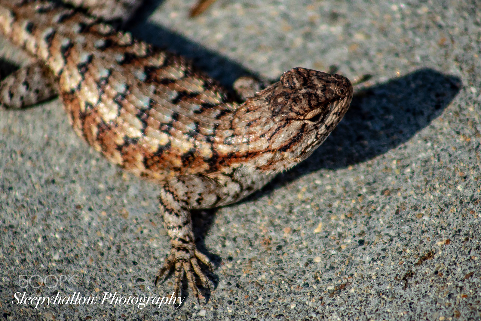 Canon EOS 1300D (EOS Rebel T6 / EOS Kiss X80) sample photo. Mr lizard  photography