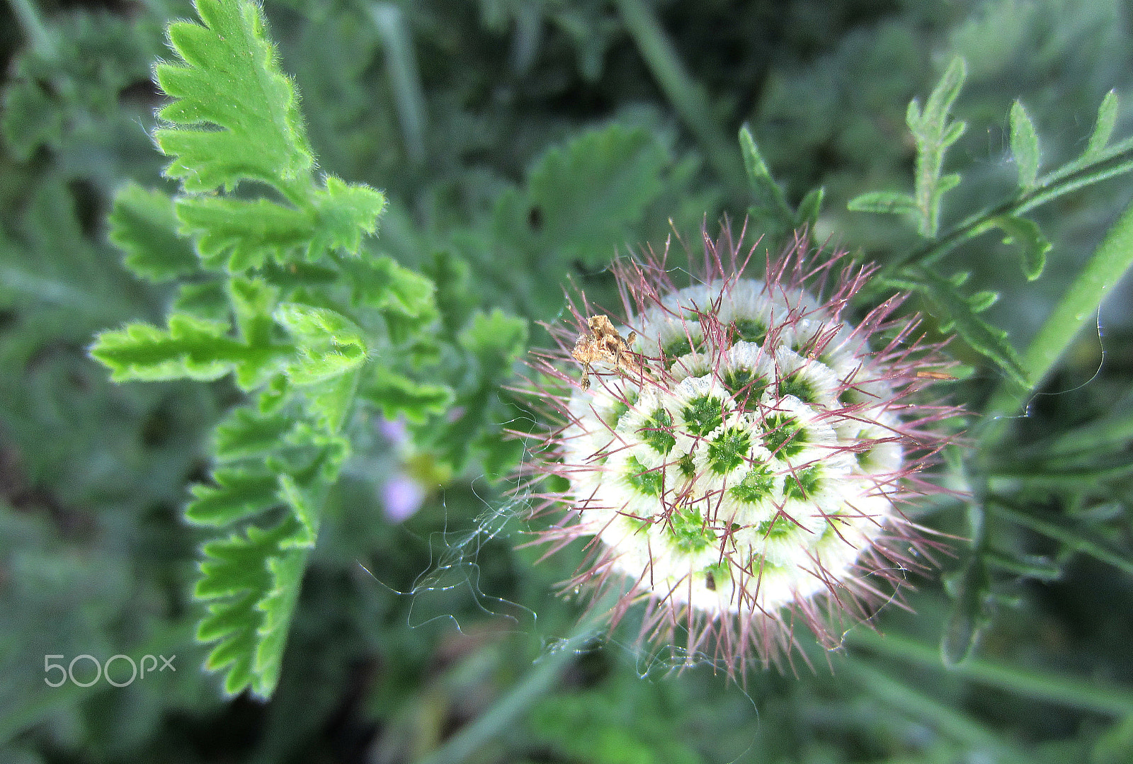 Canon PowerShot ELPH 300 HS (IXUS 220 HS / IXY 410F) sample photo. Pincushion seed photography