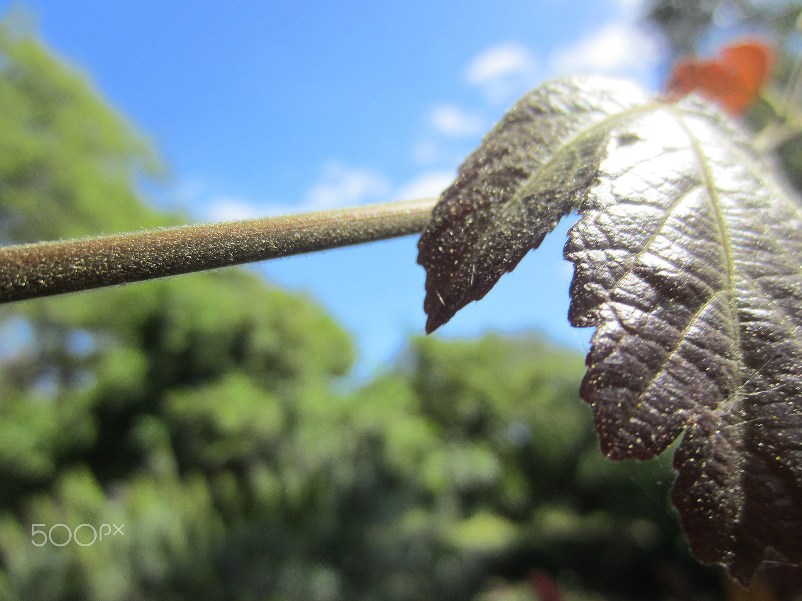 Canon PowerShot ELPH 300 HS (IXUS 220 HS / IXY 410F) sample photo. Deepleave photography