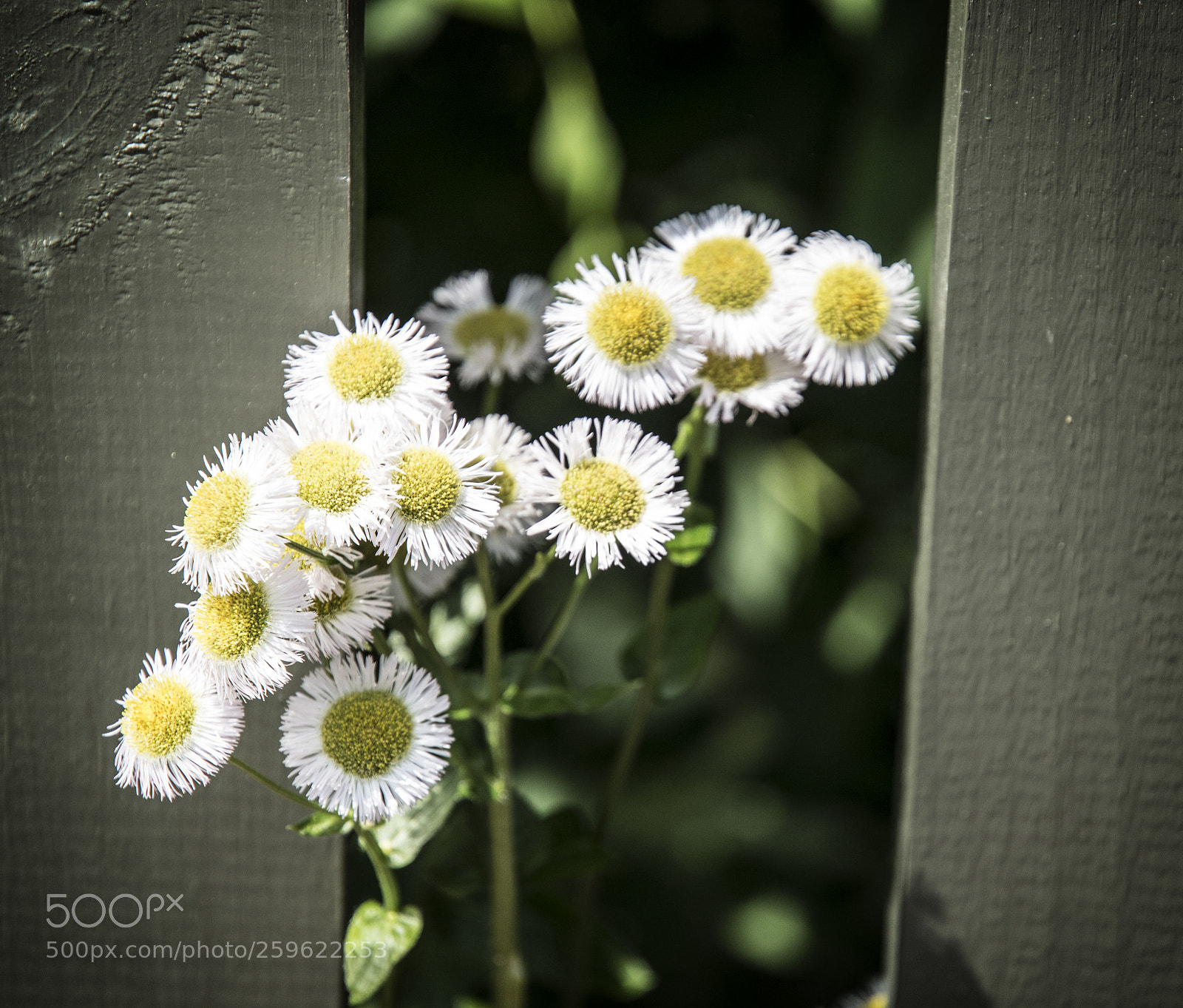 Nikon D850 sample photo. Waterford virginia loudoun county photography