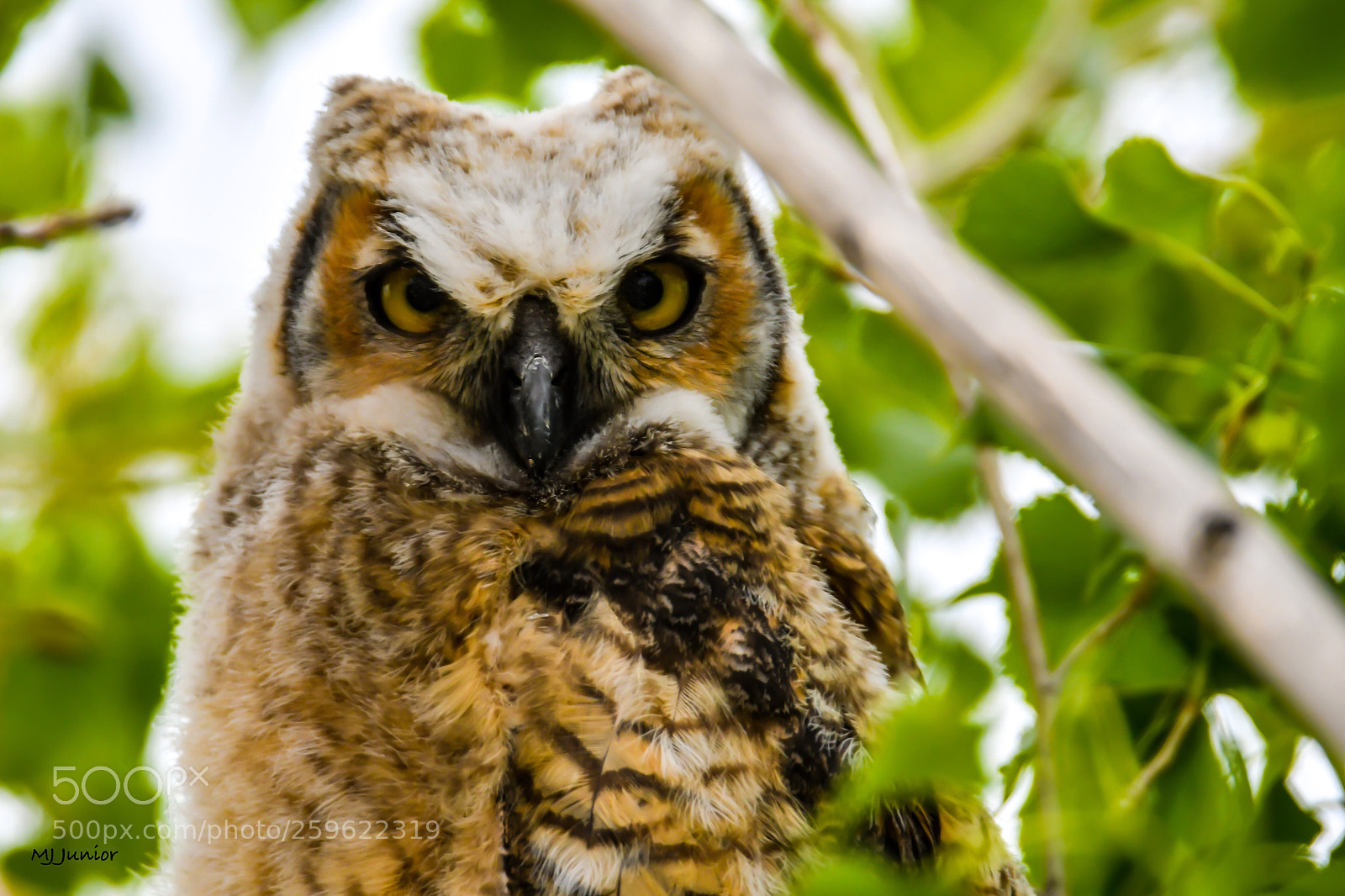 Nikon D7500 sample photo. Mama owl... photography