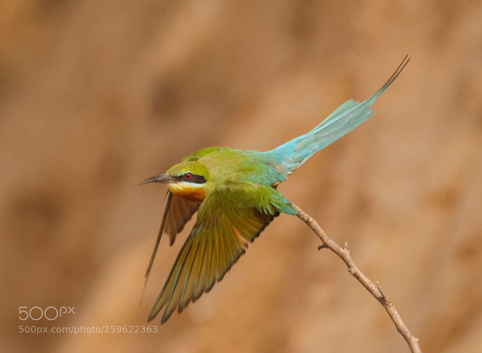 Canon EOS 77D (EOS 9000D / EOS 770D) sample photo. Blue tail bee eater photography
