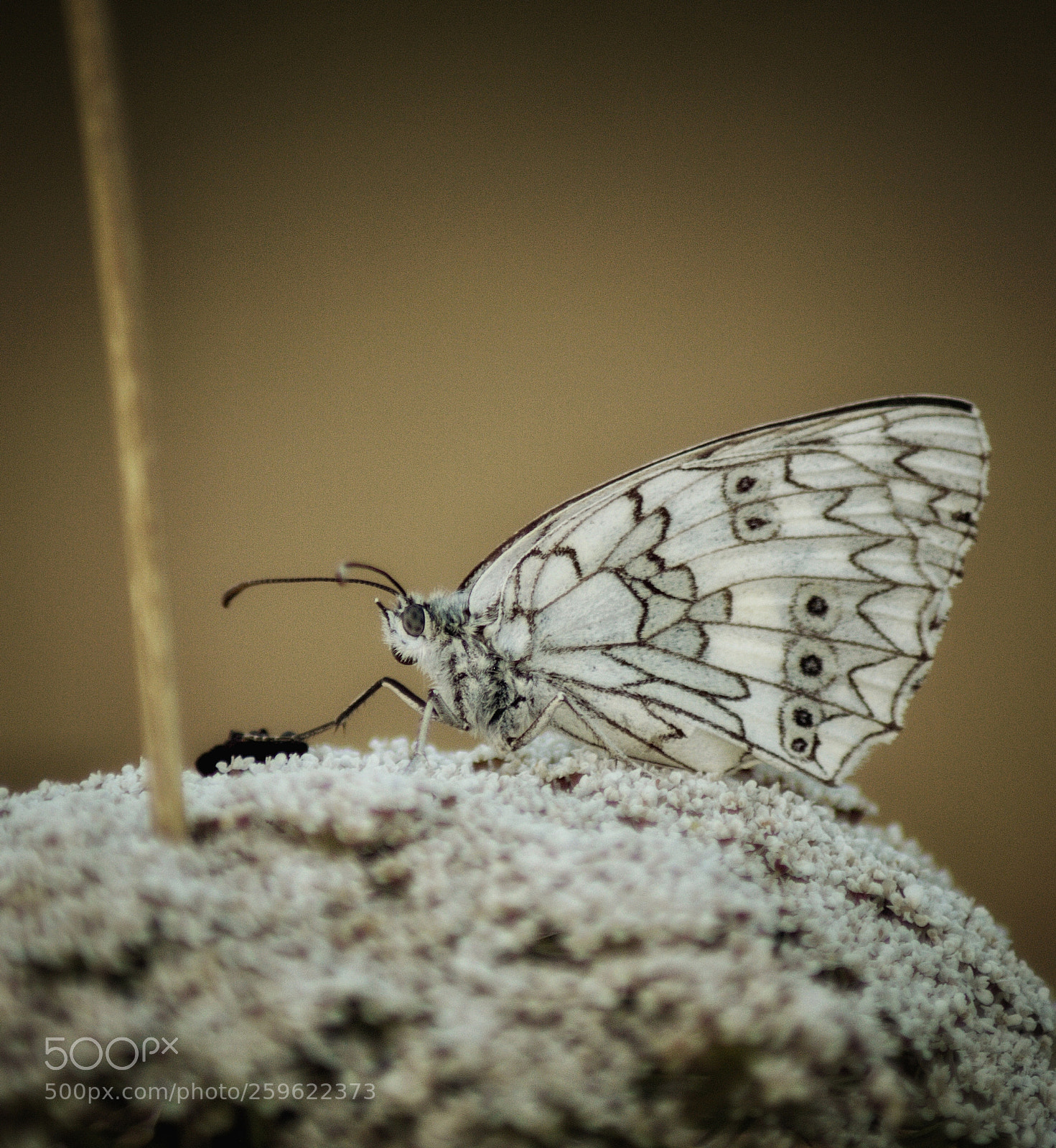 Nikon D3200 sample photo. Untitled photography
