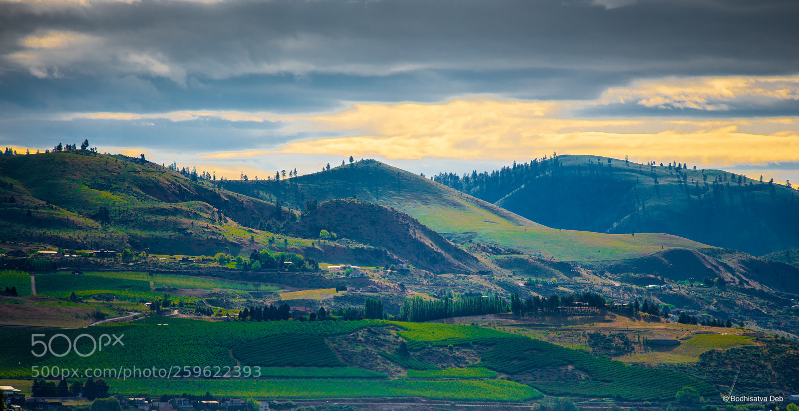 Nikon D750 sample photo. 50 shades of green photography