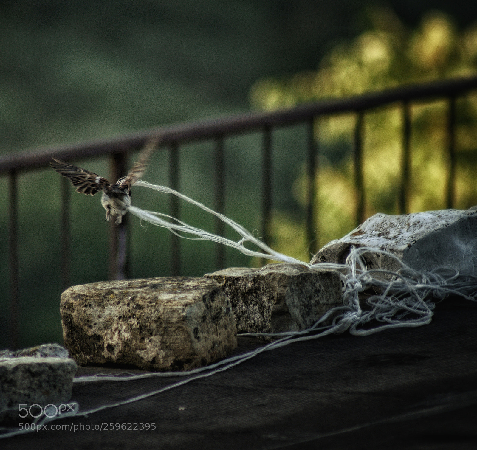 Nikon D7200 sample photo. Untitled photography