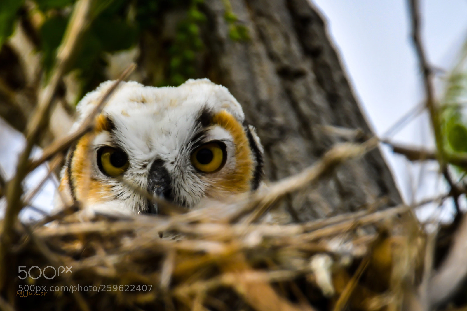 Nikon D7500 sample photo. Baby owl... photography