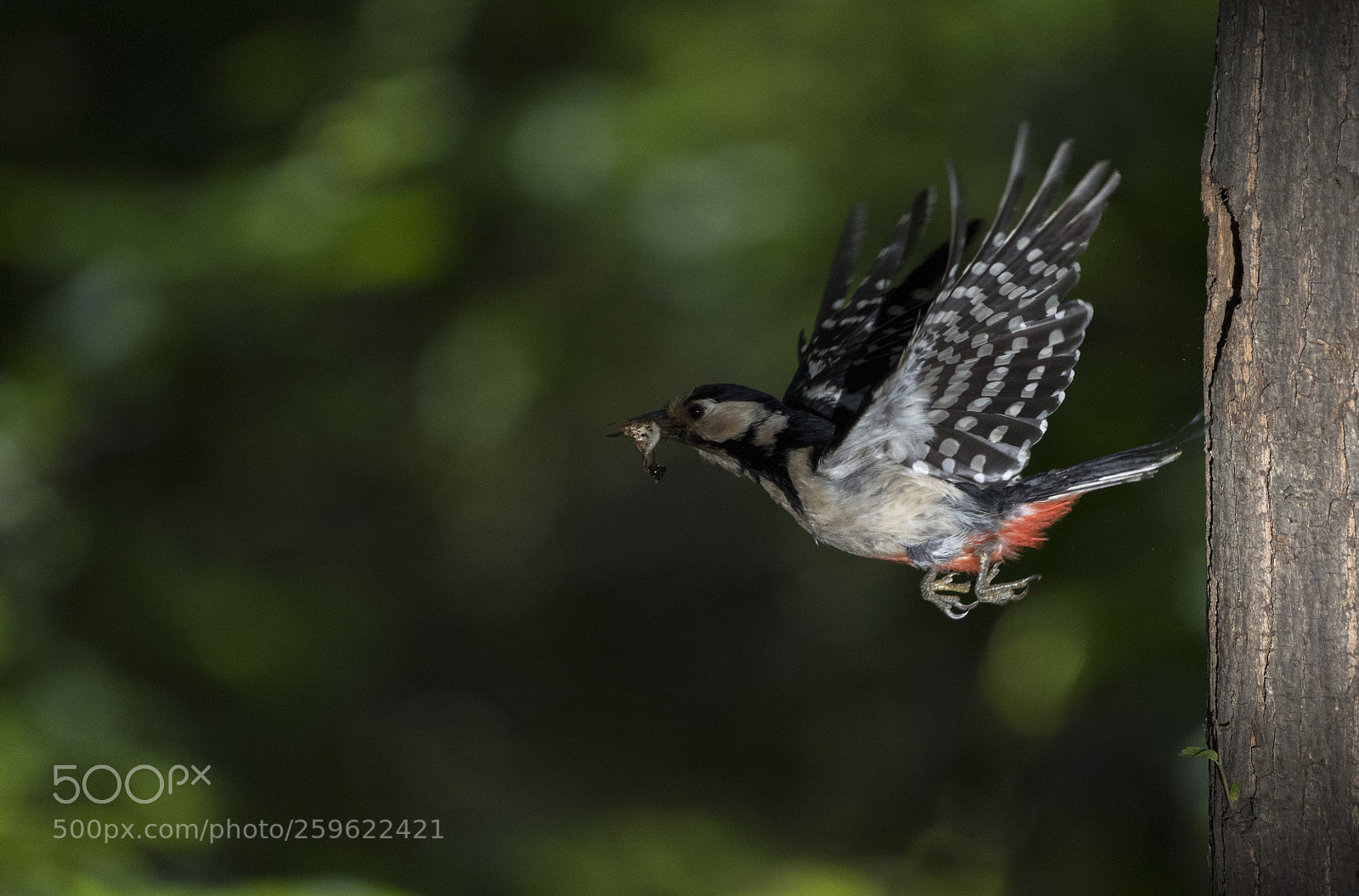 Nikon D810 sample photo. Great spotted woodpecker photography