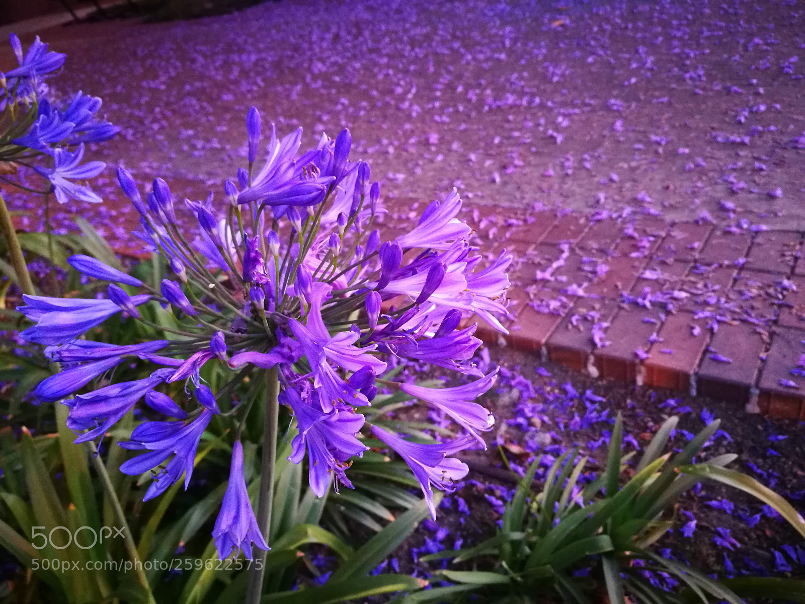 HUAWEI P9 sample photo. Lily of the nile photography