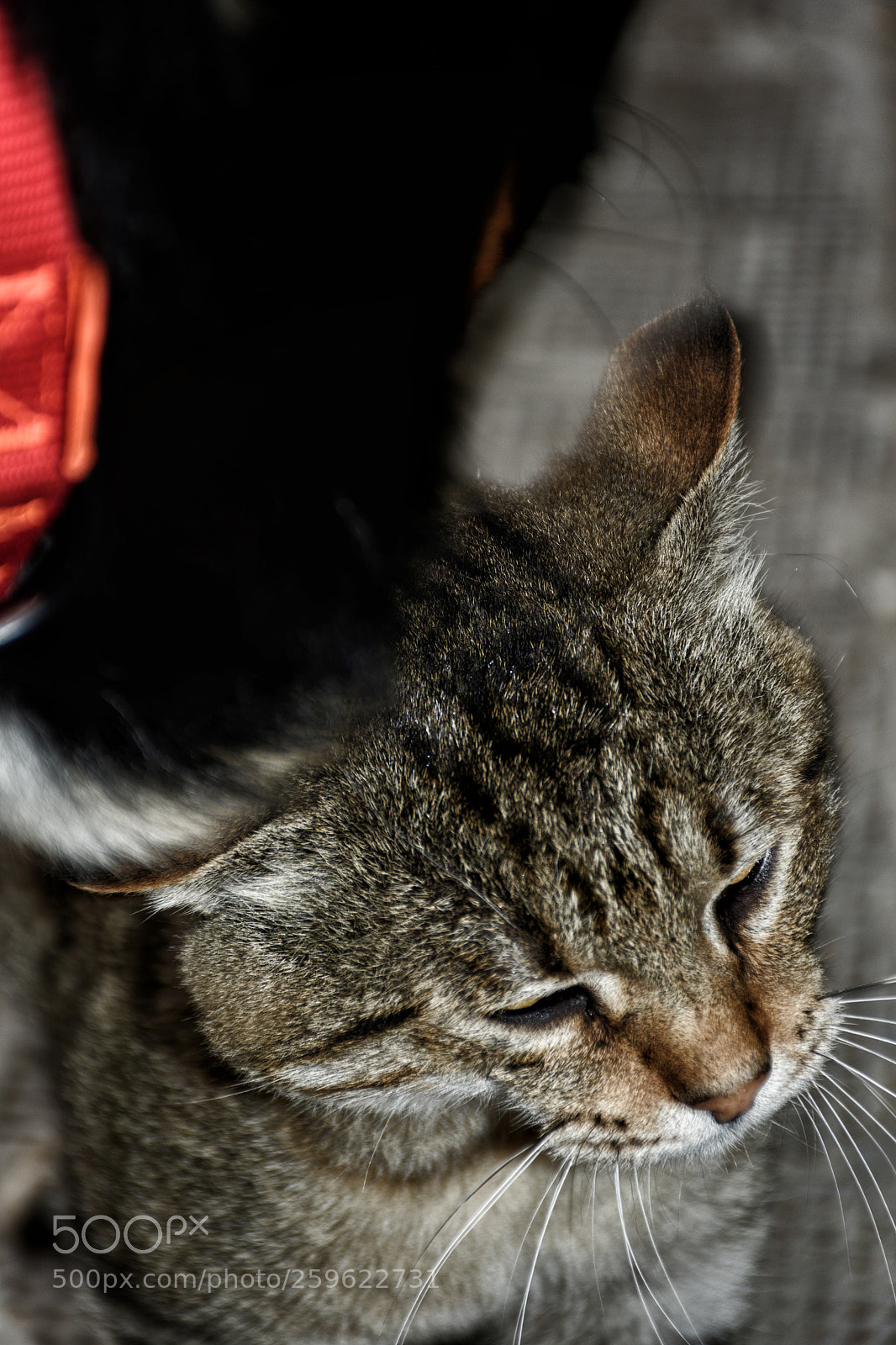 Nikon D7200 sample photo. Untitled photography