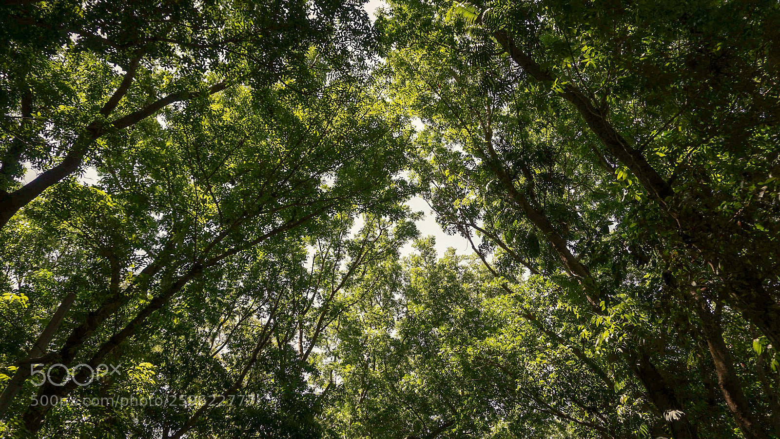 Sony a6000 sample photo. Canopy photography