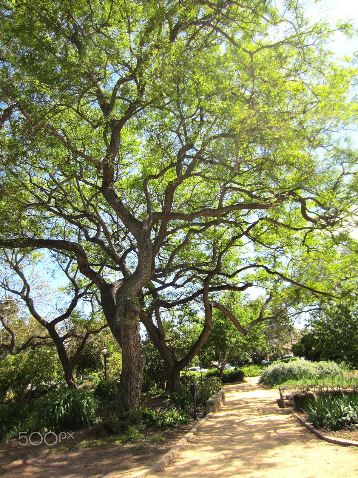 Canon PowerShot ELPH 300 HS (IXUS 220 HS / IXY 410F) sample photo. Live oak gnarly photography