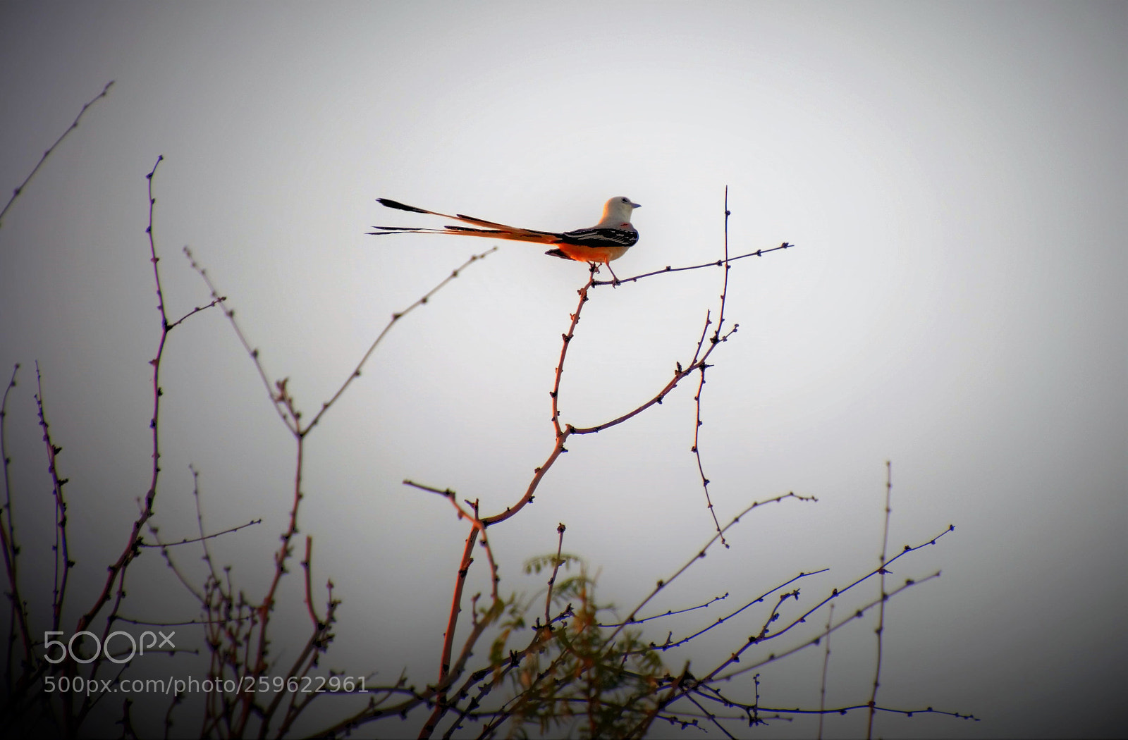 Nikon D5100 sample photo. Long tailed bird photography