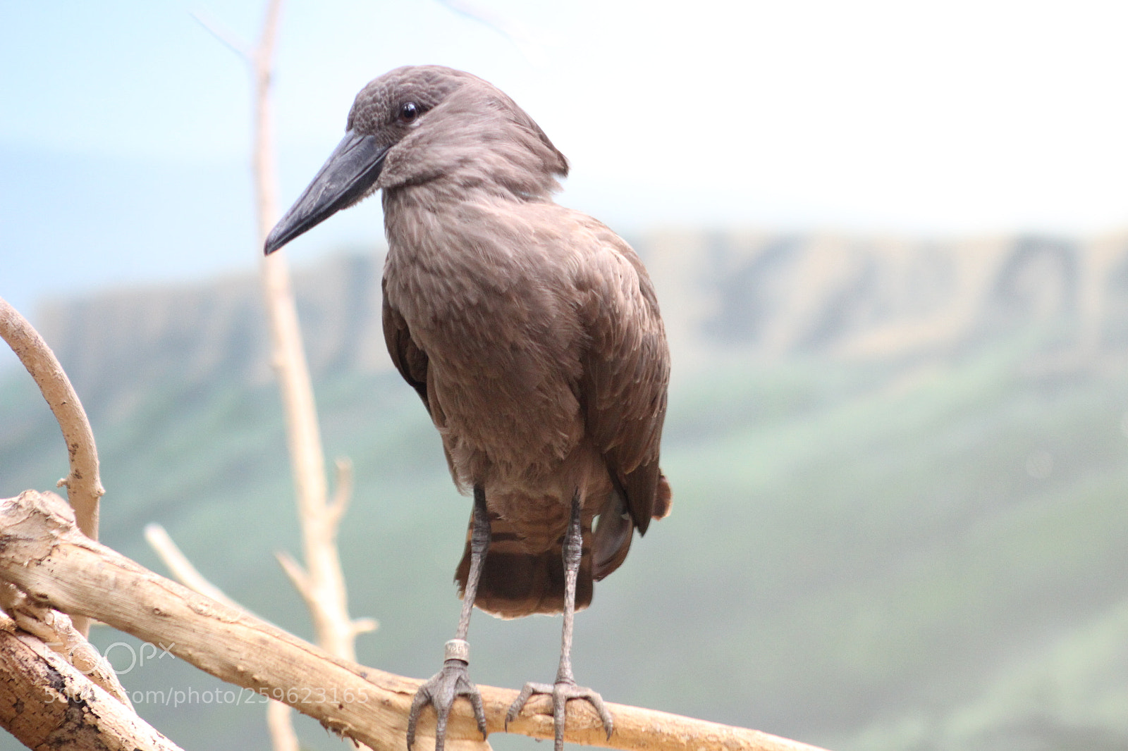 Canon EF 75-300mm f/4-5.6 sample photo. Bird photography