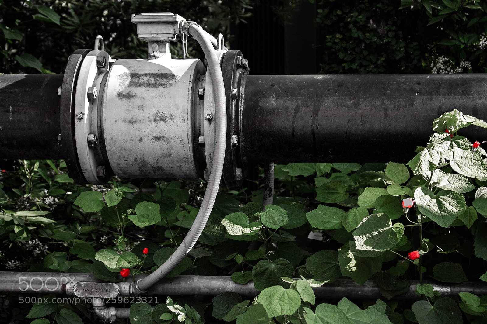 Canon EOS 1100D (EOS Rebel T3 / EOS Kiss X50) sample photo. Pipe and bushes photography