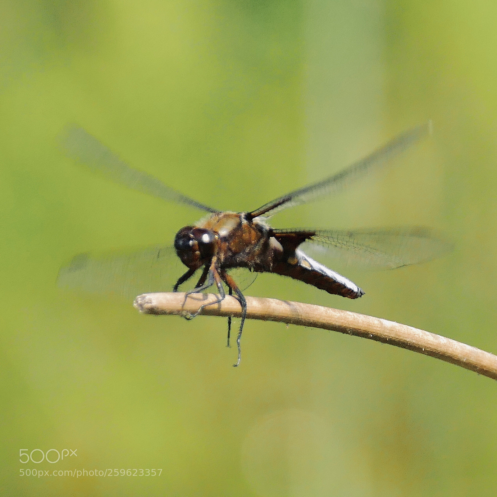 Panasonic Lumix DMC-FZ1000 sample photo. Dragonfly photography