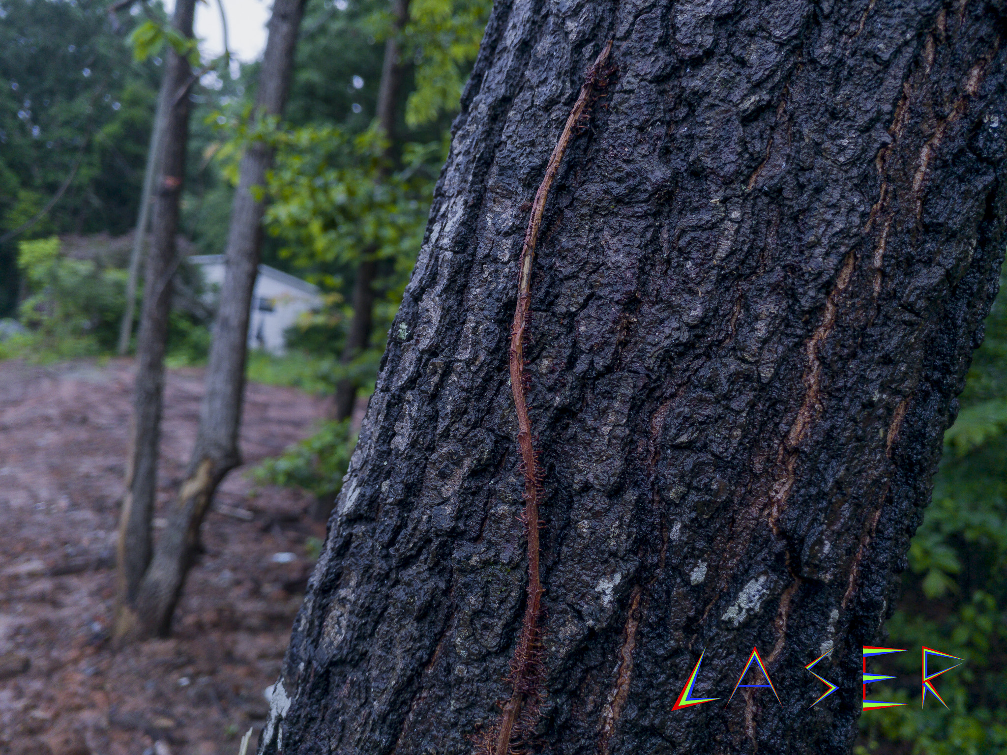 LG V20 sample photo. Life of a close up tree photography