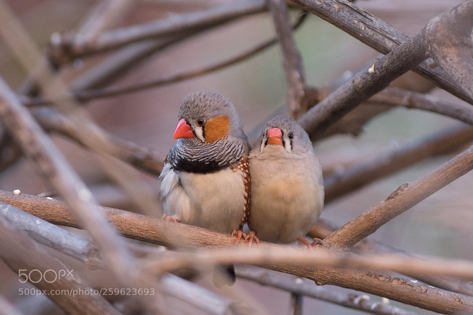 Nikon D500 sample photo. Zebra finches photography