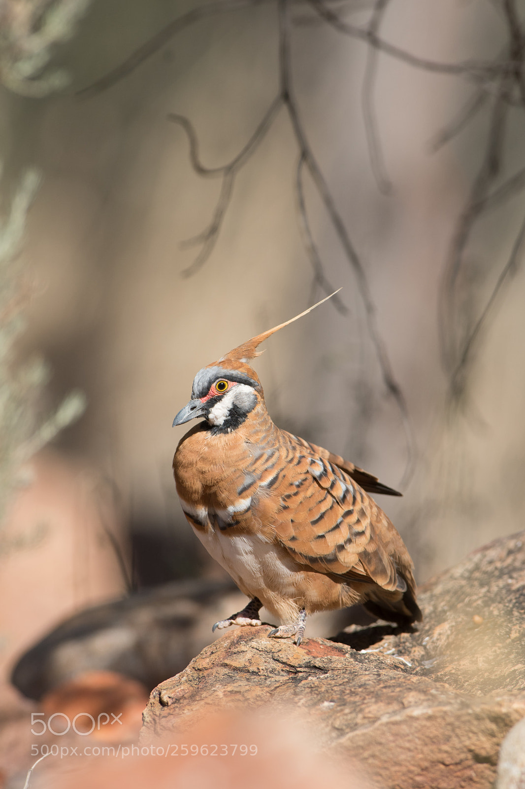 Nikon D500 sample photo. Spinefex pigeon photography
