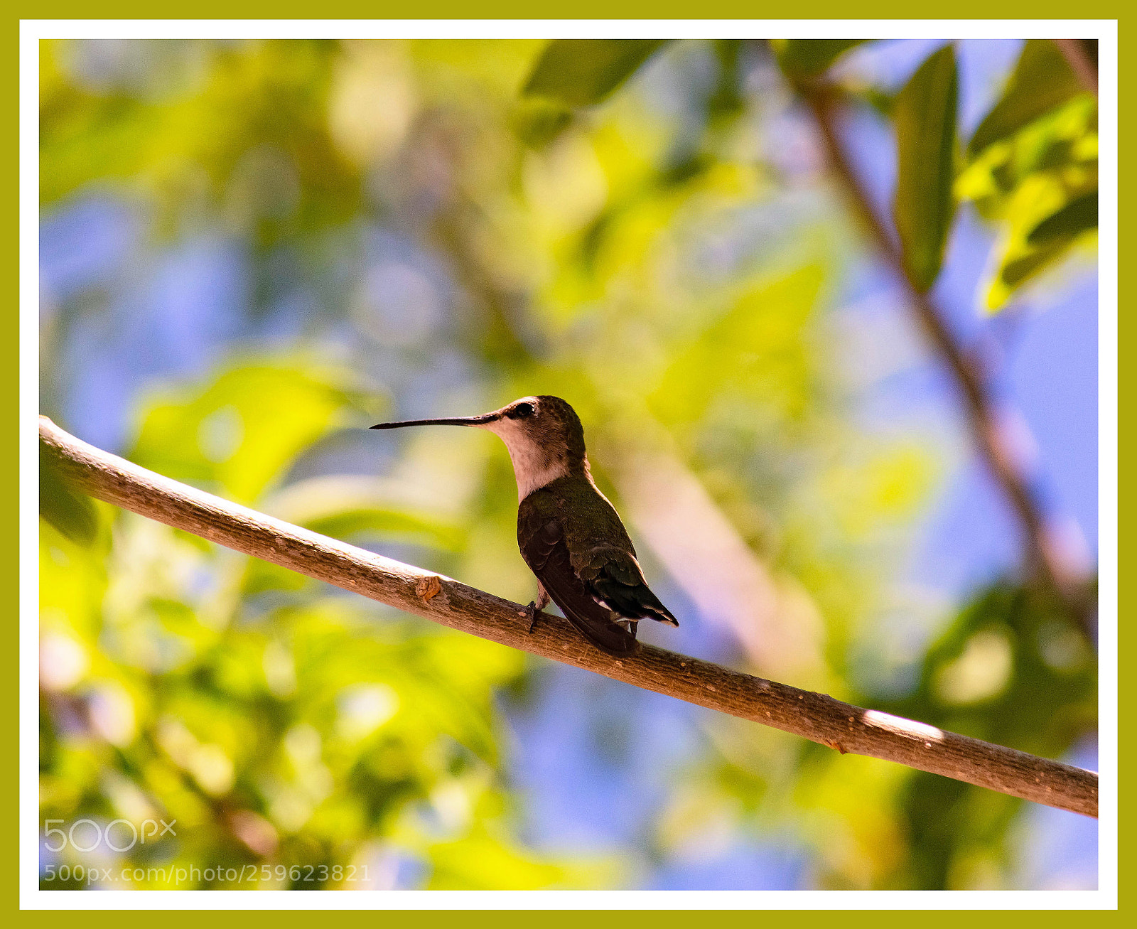Nikon D7100 sample photo. Humming bird photography