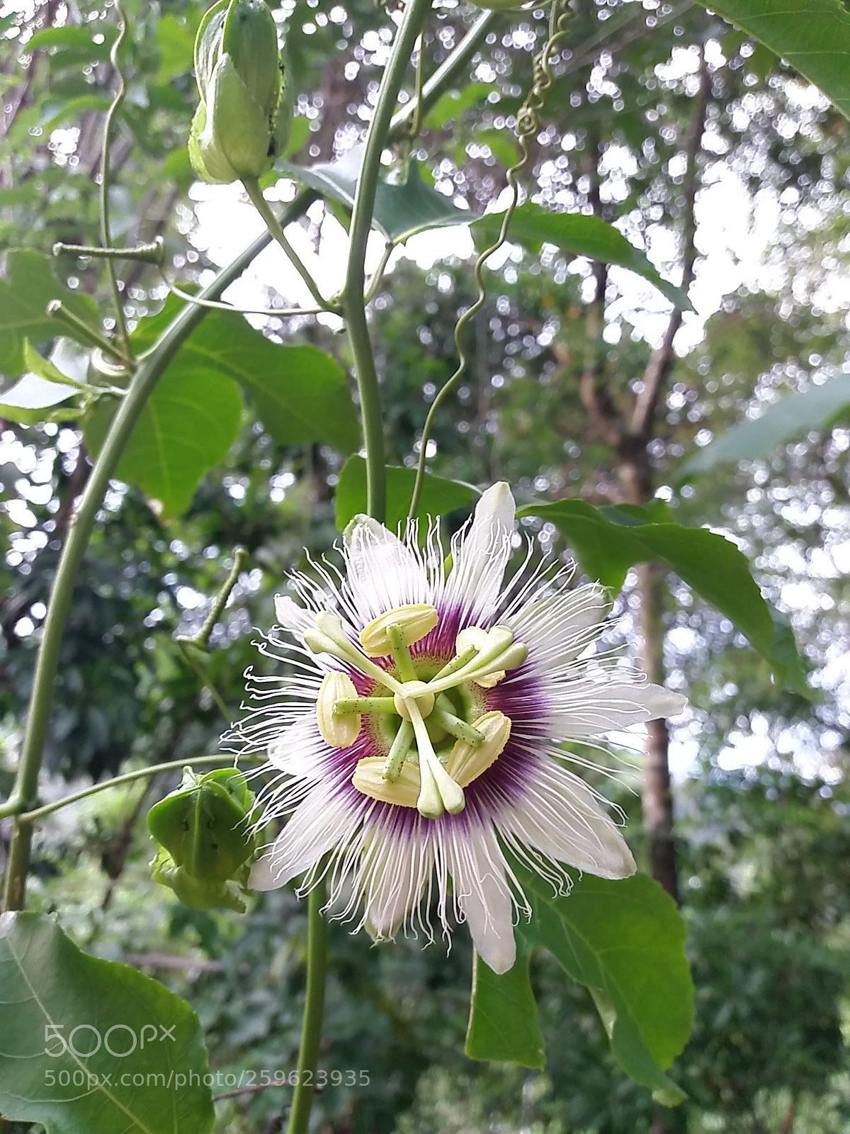 Samsung Galaxy J5(2016) sample photo. Untitled photography