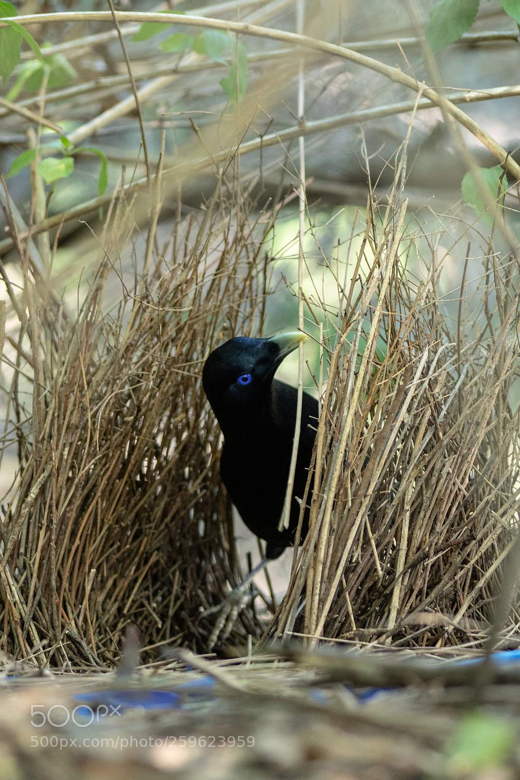 Nikon D500 sample photo. Satin bower bird photography