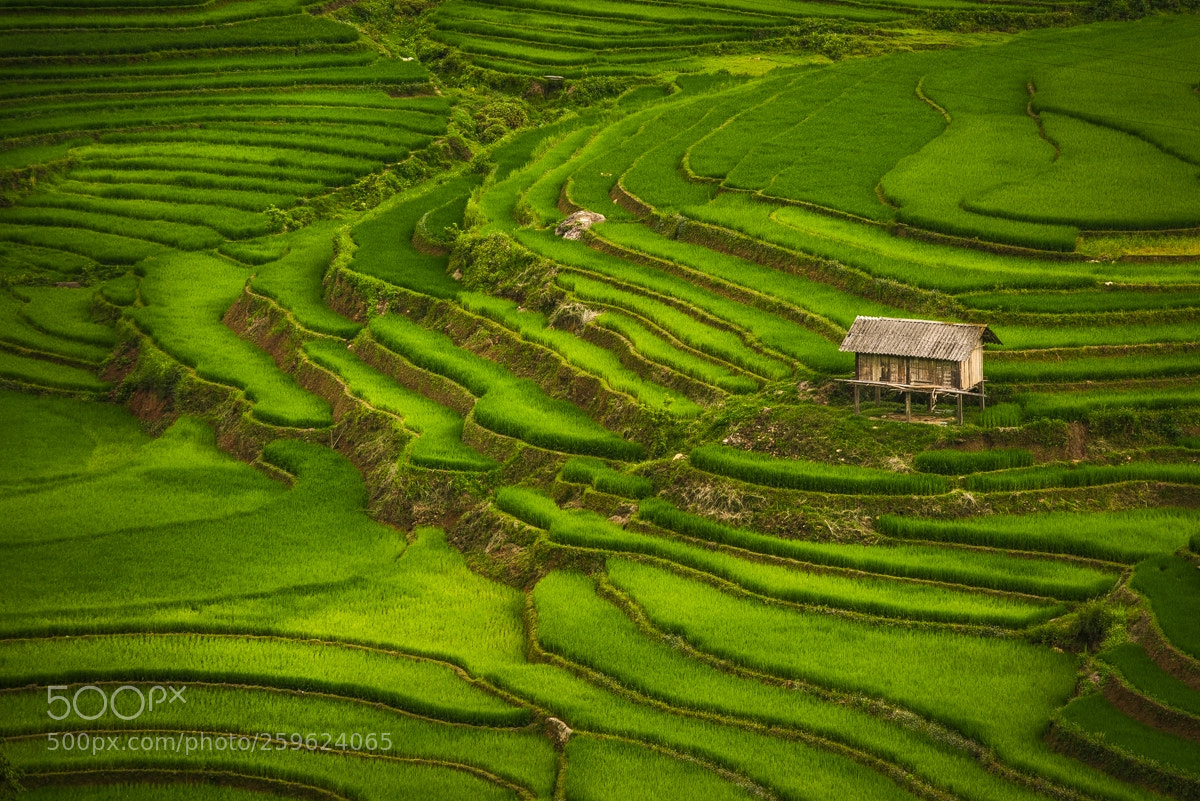 Nikon D750 sample photo. Mu cang chai terrace photography