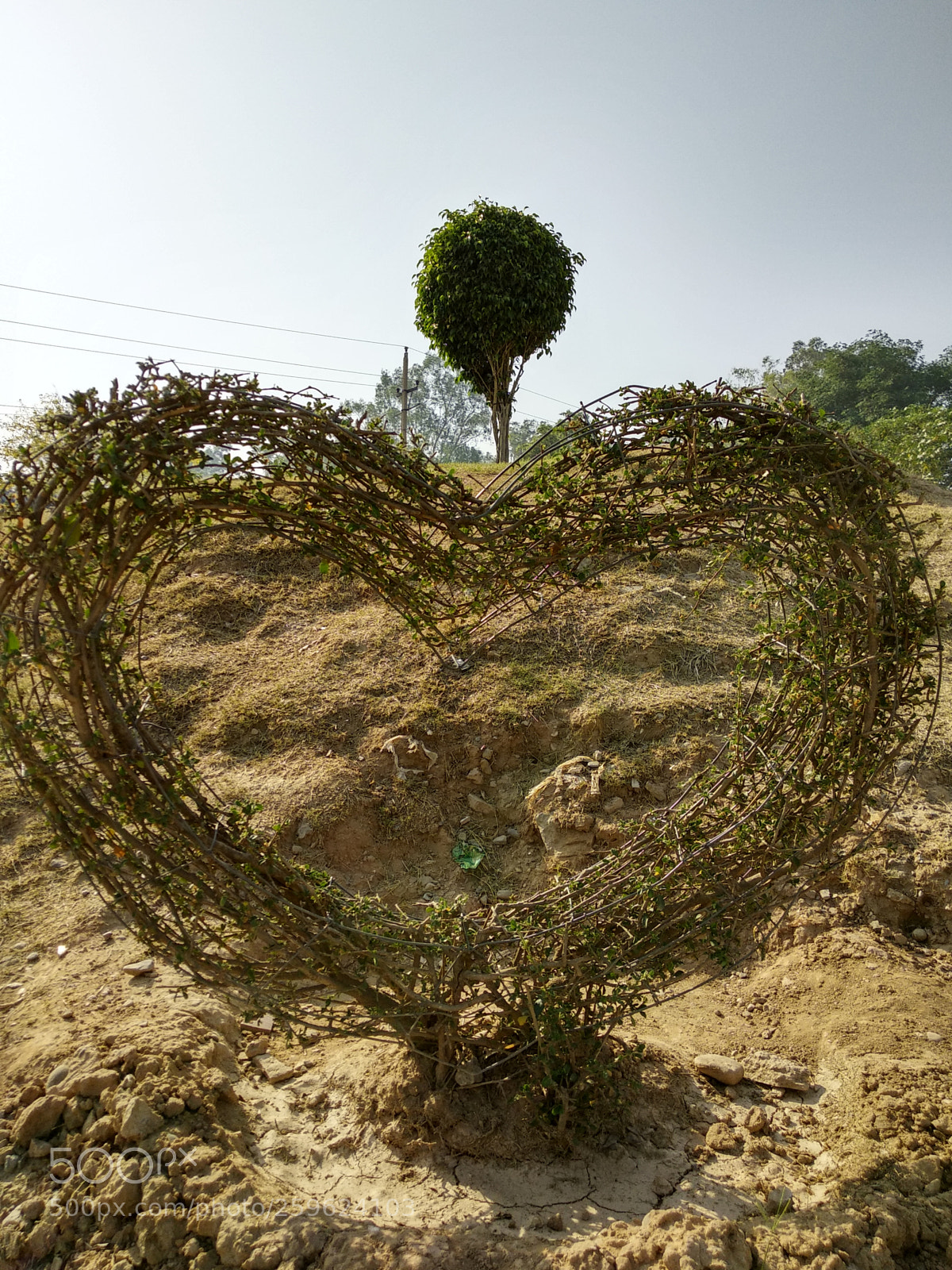Xiaomi Redmi Note 5 sample photo. Heart tree photography