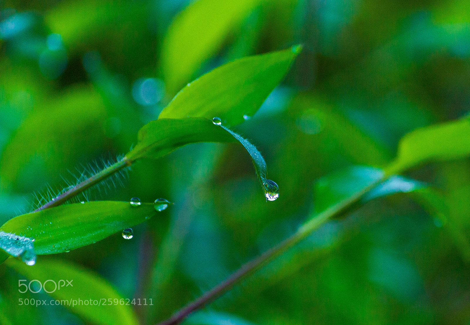 Canon EOS 550D (EOS Rebel T2i / EOS Kiss X4) sample photo. Rain drop.. photography