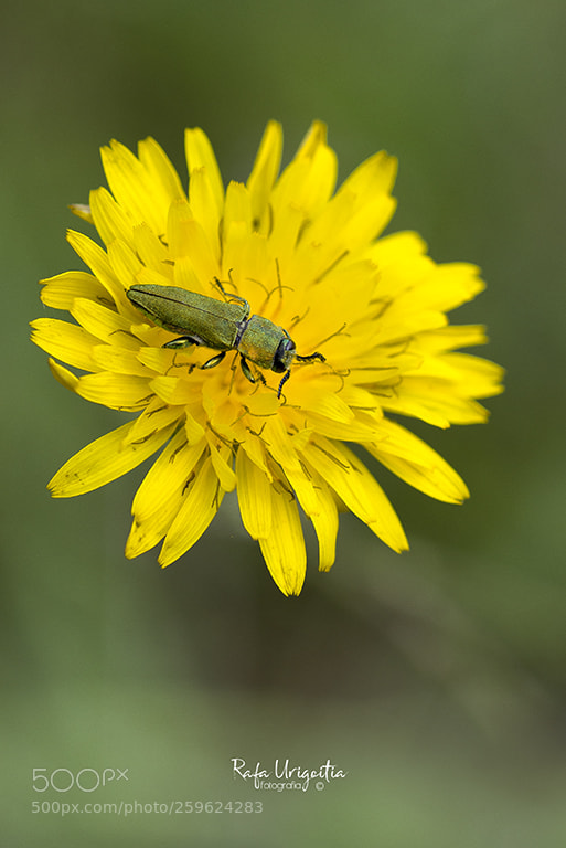 Nikon D610 sample photo. Untitled photography