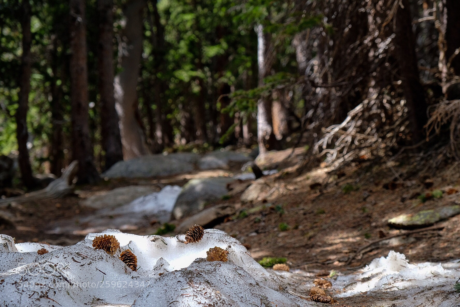 Fujifilm X-H1 sample photo. Snow trees, mount evans photography