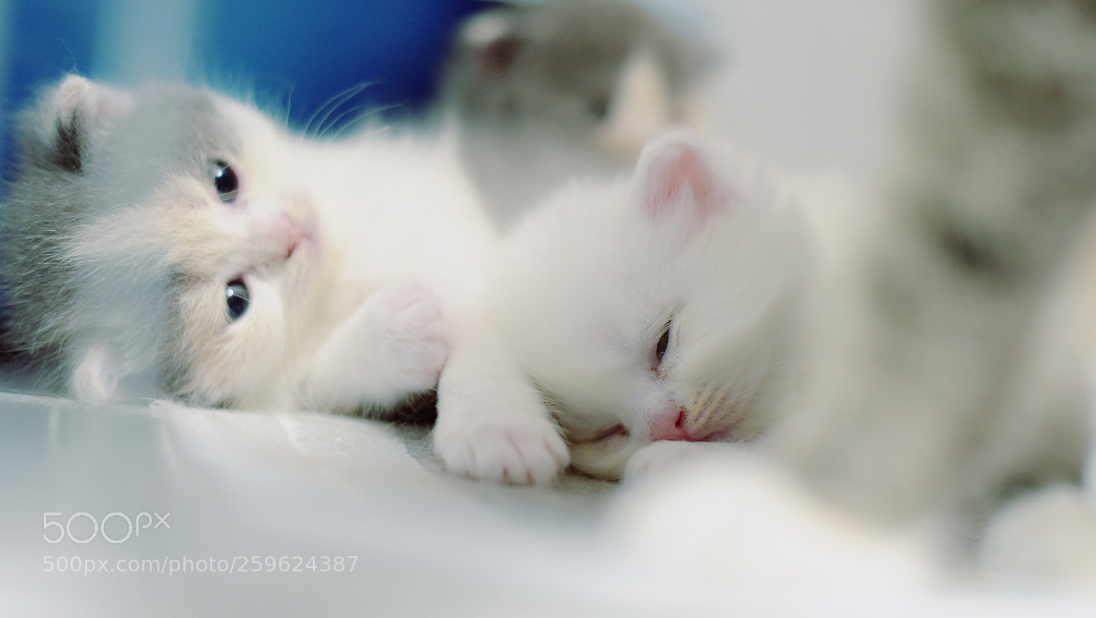 Nikon D810 sample photo. Untitled photography