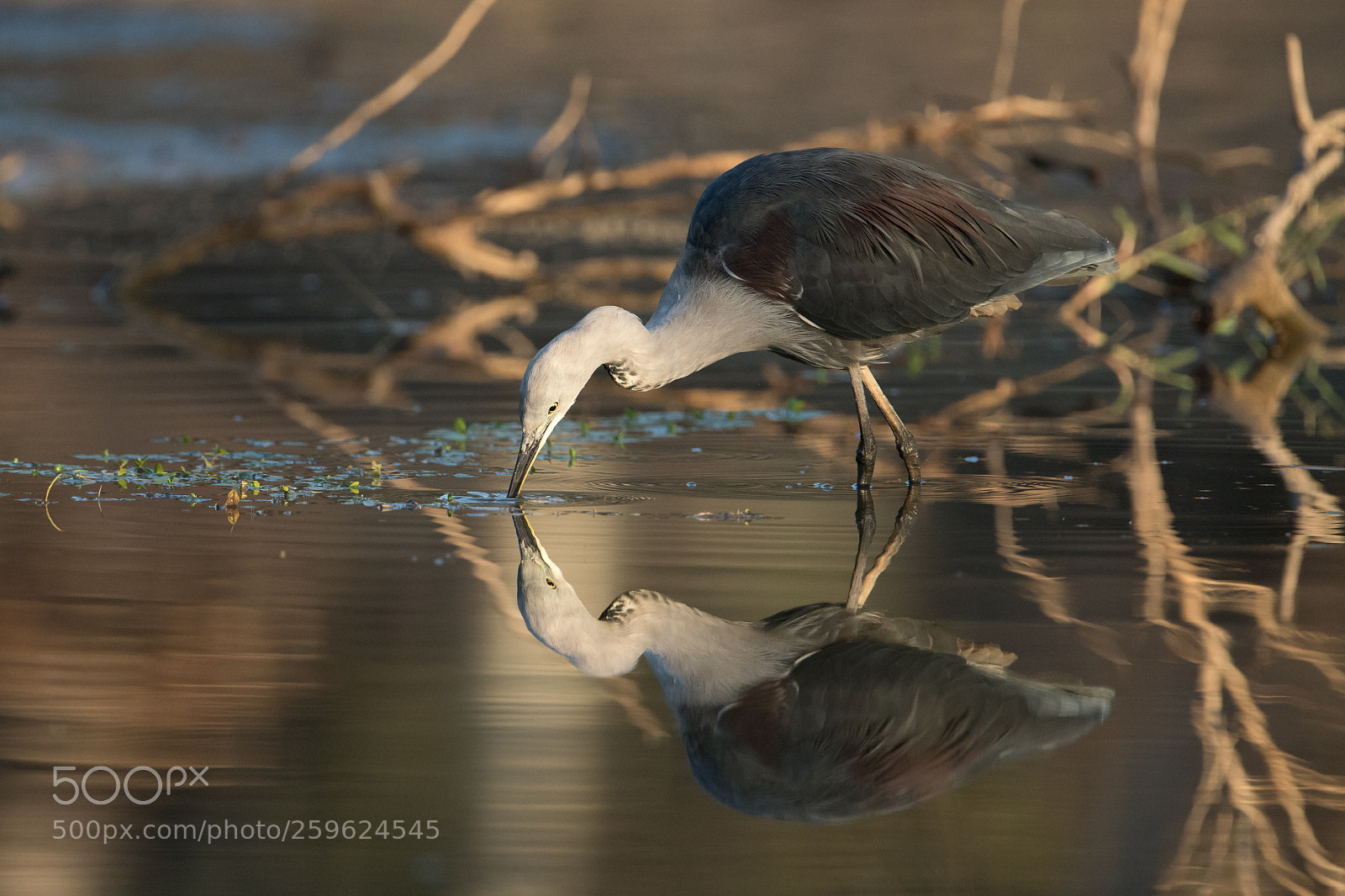 Nikon D500 sample photo. White necked heron photography