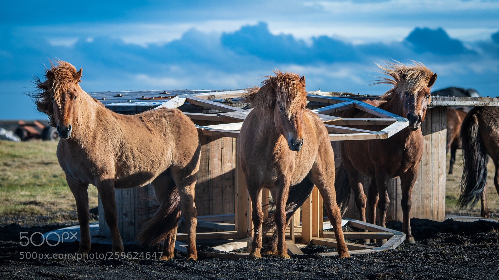 Nikon D850 sample photo. Wild icelandic horses photography