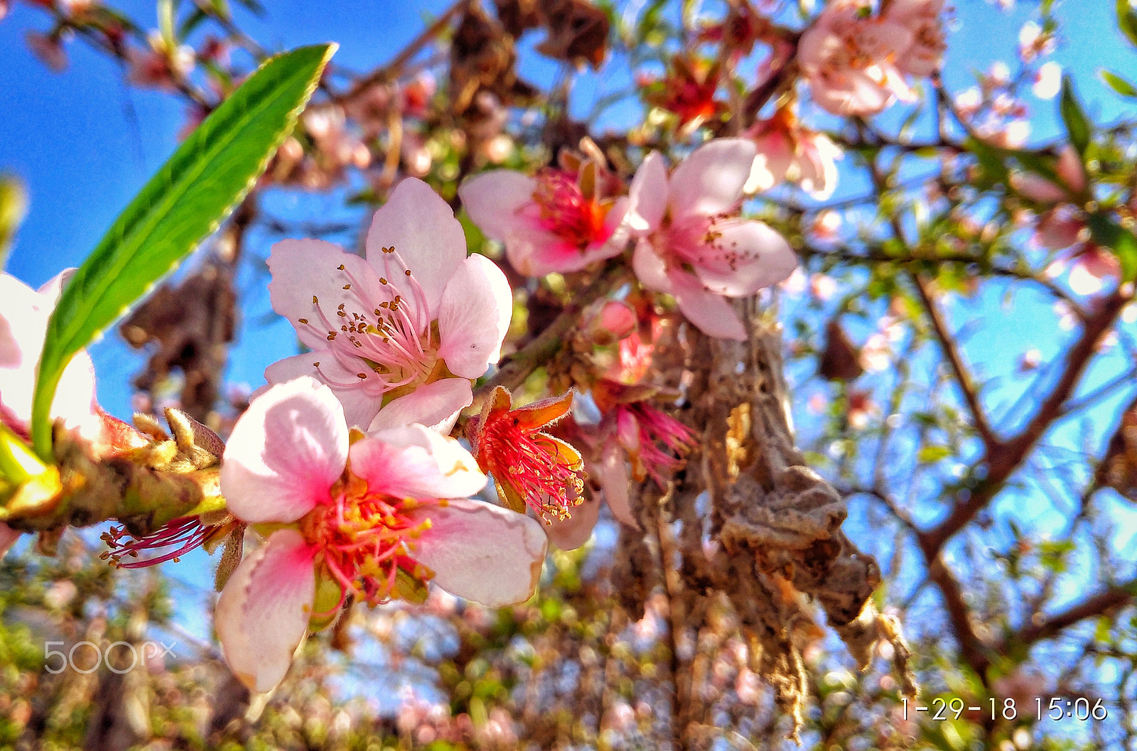 Xiaomi Redmi 4A sample photo. Natural photo, potrait photography