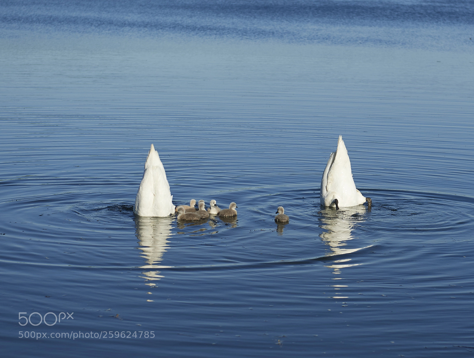 Nikon D5 sample photo. A pair of swans photography