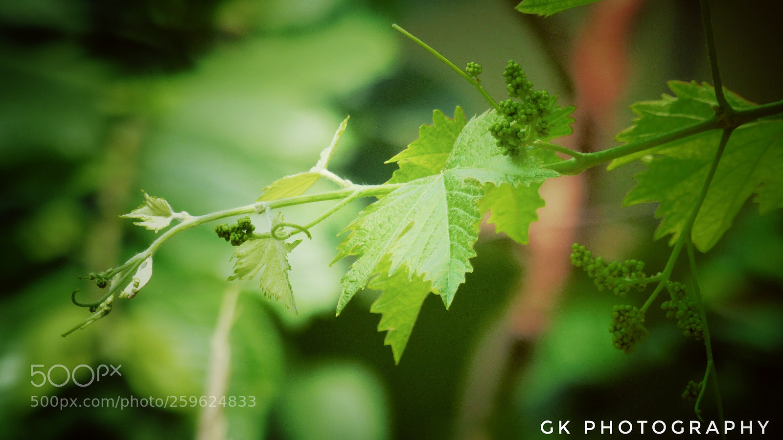 Panasonic Lumix DMC-FZ200 sample photo. Little graphs photography